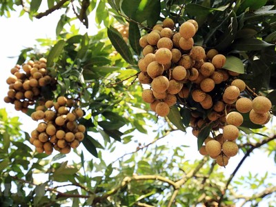 Nhãn lồng Hưng Yên trồng theo mô hình VietGAP có năng suất và chất lượng cao. Ảnh: Phạm Kiên - TTXVN.