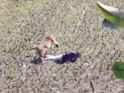 Hổ bỏ tấn công khi thấy người đàn ông giả chết