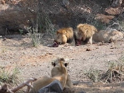 Sư tử cái trơ mắt nhìn con đực cướp xác linh dương