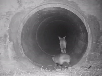 Sói và lửng hợp tác săn mồi