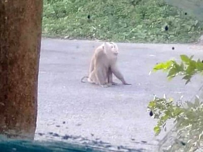 Con khỉ cắn nhiều người trong khu dân cư Minh Châu, TP Sóc Trăng. Ảnh người dân cung cấp.