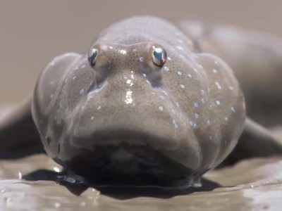 Loài cá bống sống trên cạn, biết đi bộ