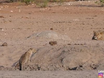 Báo hoa mai chạy thục mạng khi gặp sư tử