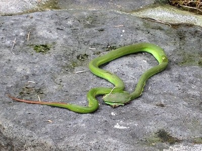 Rắn lục đuôi đỏ ăn thịt rắn chuột