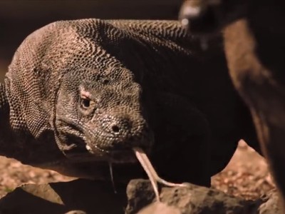 Hươu trúng nhát cắn tử thần của rồng komodo