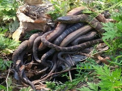 Những con rắn nước tập trung trong công viên Lakeland để giao phối. Ảnh: WSVN.