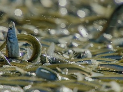 Cá grunion chen nhau trườn lên bãi biển đẻ trứng