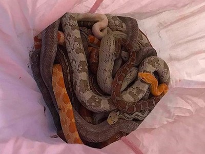 Số rắn và trăn nằm lẫn lộn trong vỏ gối. Ảnh: CNN.