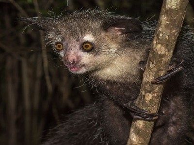 Vượn cáo Aye-aye ở Trung tâm Bảo tồn Duke Lemur (Mỹ). Ảnh: Live Science.