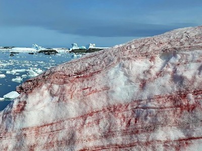 Tảo Chlamydomonas nivalis khiến một phần băng tuyết Nam Cực chuyển đỏ. Ảnh: Bộ Khoa học và Giáo dục Ukraine.