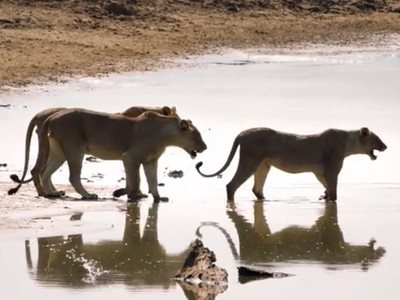 Bầy sư tử thận trọng băng qua khúc sông đầy cá sấu