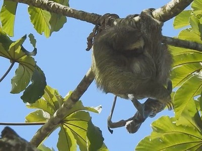 Lười mẹ suýt đánh rơi con khi đẻ trên cây