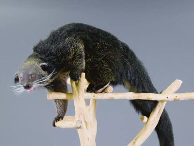 Sinh vật giống con lai giữa ba loài