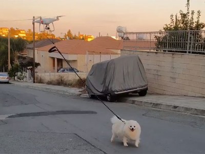 Chó Oliver trông vô cùng phấn khởi khi đươc ra ngoài đường.