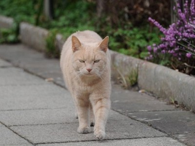 Quy trình làm việc của mèo Yang khi đến bệnh viện là chào hỏi bệnh nhân từ ngoài cửa, lang thang trong khuôn viên bệnh viện rồi ngủ trên xe cứu thương. Ảnh: North News & Pictures.