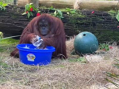 Ảnh: CenterForGreatApes.