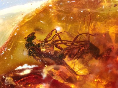 Đôi ruồi chết kẹt cùng nhau 40 triệu năm