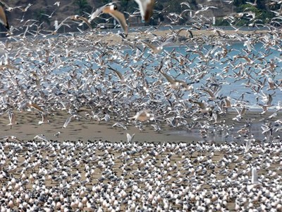 Chim đậu kín bãi biển khi Covid-19 bùng phát