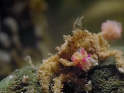 Loài cua có 'găng tay' như võ sĩ boxing