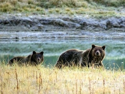 Gấu nâu hoang dã mò vào thành phố Kastoria của Hy Lạp kiếm ăn. Ảnh: AFP.
