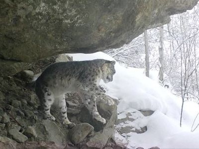 Cảnh quay hiếm về báo tuyết có nguy cơ tuyệt chủng