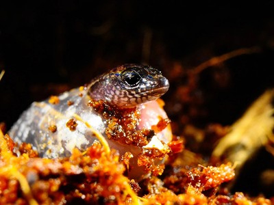 Thằn lằn bóng vùng Australia có khả năng đẻ trứng và sinh con. Ảnh: NewAtlas.