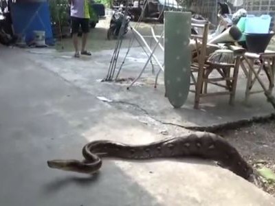 Trăn 4 m nấp trên mái nhà sau khi nuốt chửng mèo