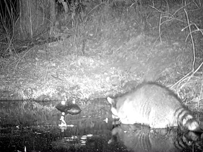 Cá sấu mẹ chồm lên dọa gấu mèo