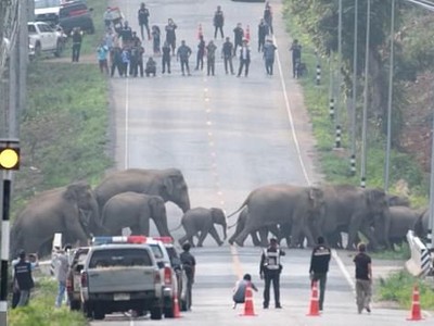 Đàn voi hoang dã đủ mọi lứa tuổi, kích cỡ đi bộ lững thững băng qua đường cao tốc. Ảnh: ViralPress.