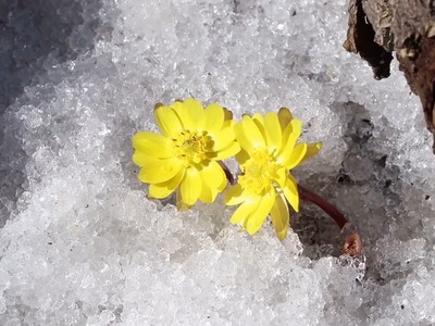 Hoa cỏ phúc thọ bung nở trên nền tuyết trắng