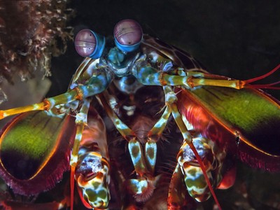 Loài tôm có thể nhìn thấy tia cực tím