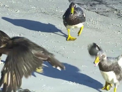 Vịt tấn công chim ưng để bảo vệ cánh cụt non