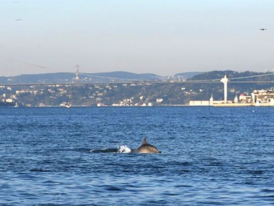 Cá heo kéo đến vùng biển ven bờ