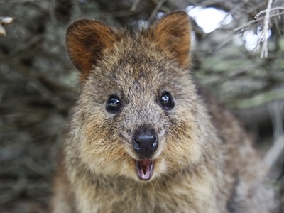 Nụ cười thương hiệu đem lại danh hiệu loài vật "hành phúc nhất thế giới" của chuột túi Quokka. 