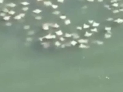 Hàng trăm cá đuối khổng lồ bơi sát mặt nước