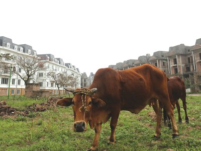 Phát mãi tài sản, ngân hàng rầm rộ rao bán đất 