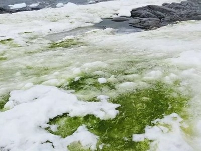 Tuyết xanh do tảo nở hoa gây ra. Ảnh: Newsweek.