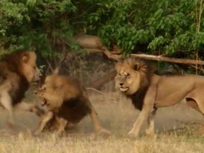 Anh em sư tử hợp lực cướp con cái