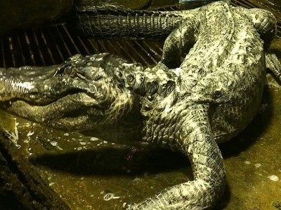 Cá sấu Saturn sống hơn nửa thế kỷ ở vườn thú Moscow. Ảnh: RT.
