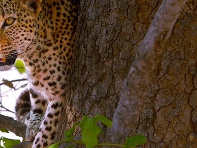 Báo cái sợ hãi để mặc con đực cướp mồi