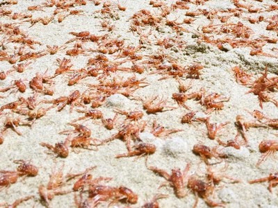 Ảnh: Sadie Mills/NIWA.