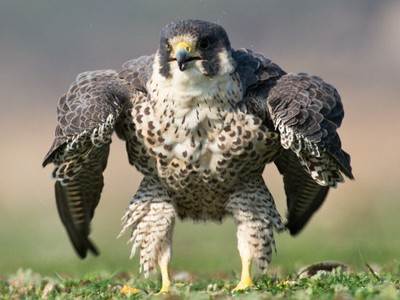 Bức hình chim ưng Peregrine tạo dáng như nhân vật Hulk trong các tác phẩm của Marvel. Ảnh: Caters News. 