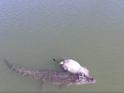 Cá sấu nước mặn Úc dễ dàng kéo một con bò xuống sông ăn thịt