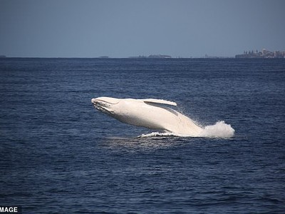 Sự xuất hiện trở lại của chú cá voi lưng gù trắng nổi tiếng nhất thế giới tại nước Úc