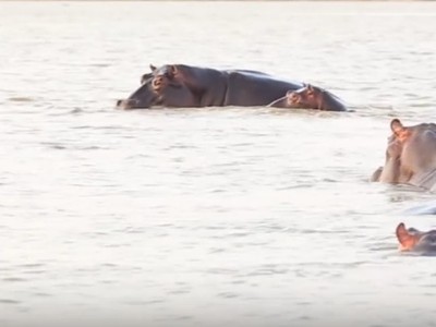 Bực mình vì bị làm phiền, hà mã tấn công cá mập