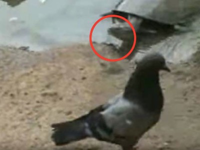 Tưởng như vô hại, rùa tóm gọn con chim bồ câu làm thịt