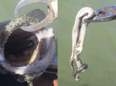 Hy hữu ngư dân câu được con cá chứa nguyên một con rắn độc còn sống trong bụng