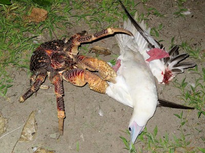 Loài cua “kỳ dị” biết trèo cây, săn chim chóc như động vật ăn thịt