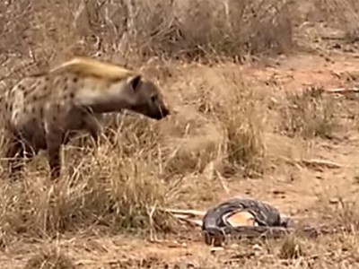 Một phút sơ sẩy, trăn đá châu Phi bị linh cầu “nẫng” mất con mồi