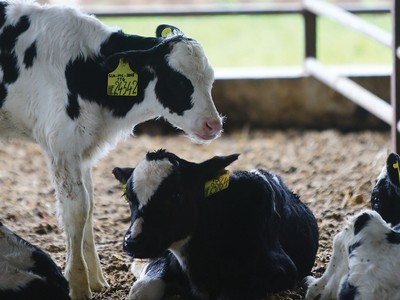 Mục tiêu Vinamilk đặt ra là trong vòng 3 - 5 năm đưa biên lợi nhuận của GTN lên bằng với Vinamilk.